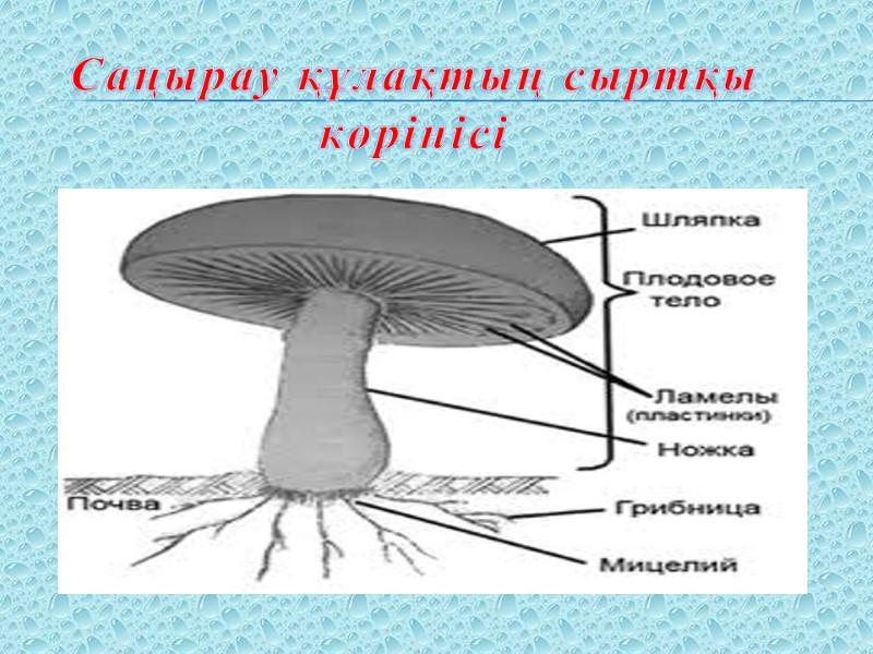 Саңырау құлақтың сыртқы көрінісі